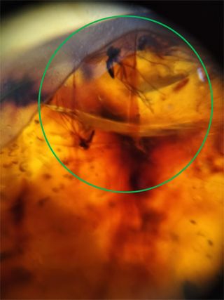 Ámbar Fósil con Insecto Cretácico