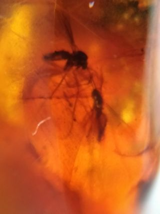 Ámbar Fósil con Insecto Cretácico