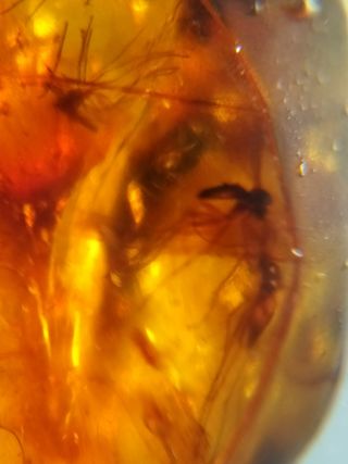 Ámbar Fósil con Insecto Cretácico