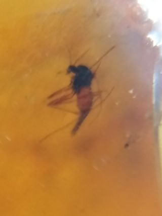 Ámbar Fósil con Insecto Cretácico