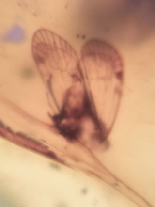 Ámbar Fósil con Insecto Cretácico - 3g