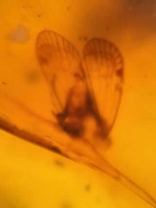 Ámbar Fósil con Insecto Cretácico - 3g