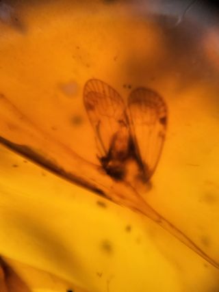 Ámbar Fósil con Insecto Cretácico - 3g