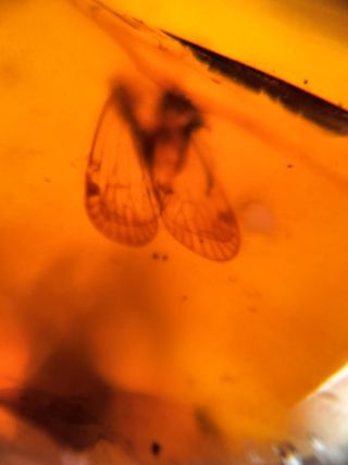 Ámbar Fósil con Insecto Cretácico - 3g