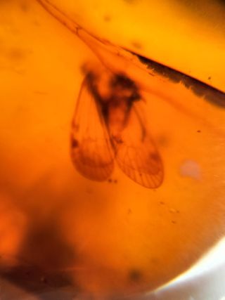 Ámbar Fósil con Insecto Cretácico - 3g