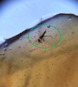 Ámbar Fósil con Insecto Cretácico