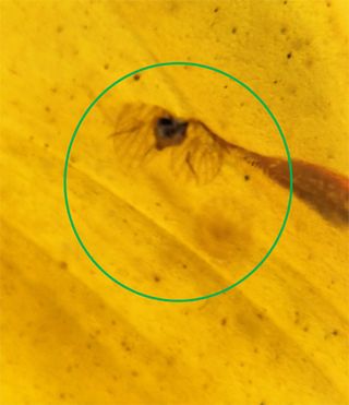 Ámbar Fósil con Insecto Cretácico