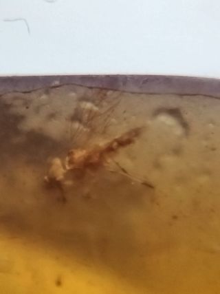 Ámbar Fósil con Insecto Cretácico