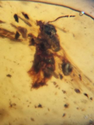 Ámbar Fósil con Insecto Cretácico