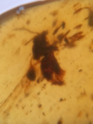 Ámbar Fósil con Insecto Cretácico