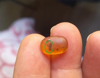 Ámbar Fósil con Insecto Cretácico