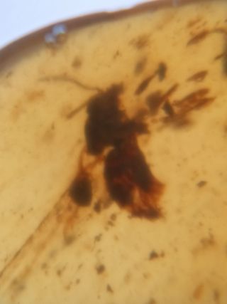 Ámbar Fósil con Insecto Cretácico