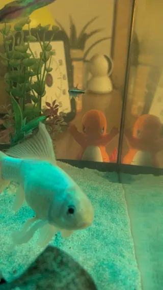 Figura Charmander Enfadado en la Ventana - 10cm