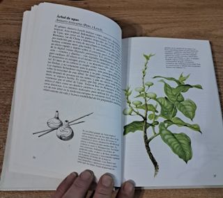 Plantas Venenosas (Spanish Edition)