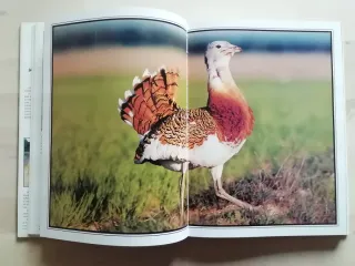 Libro TIERRA DE AVUTARDAS