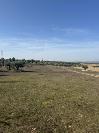 TERRENO RUSTICO - TORRES DE LA ALAMEDA