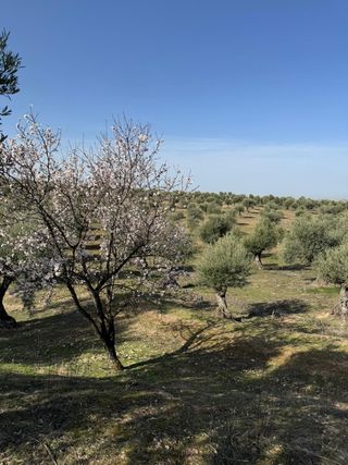 TERRENO RUSTICO - TORRES DE LA ALAMEDA