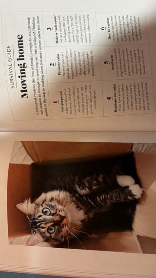 What's My Cat Thinking?