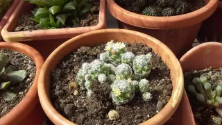 Pianta grassa cactus in vaso