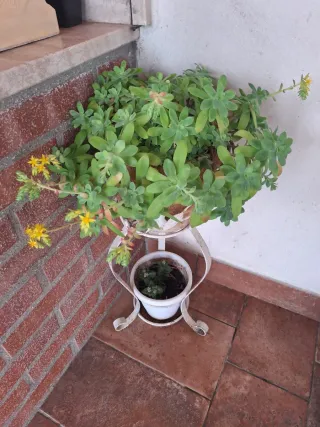 Pianta grassa con fiori gialli