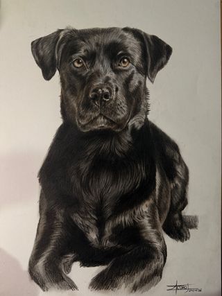 Dibujos de perro y gatos