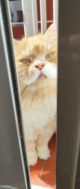 Cafetera NESPRESSO KRUPS Essenza Mini Cápsulas