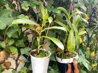 Plantas Carnívoras Nepenthes