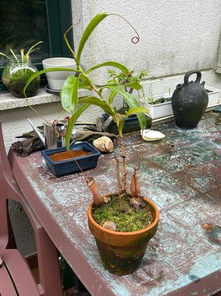 Plantas Carnívoras Nepenthes