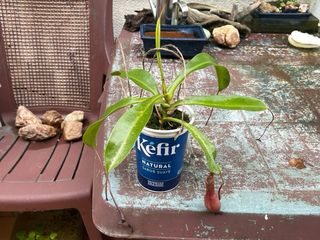 Plantas Carnívoras Nepenthes