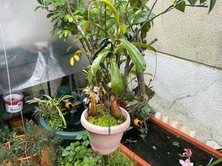Plantas Carnívoras Nepenthes