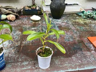 Plantas Carnívoras Nepenthes