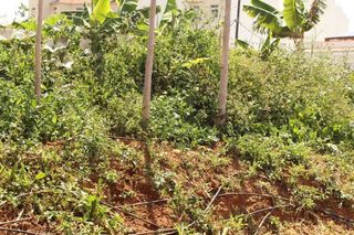 Terreno en venta en Victoria de Acentejo (La)