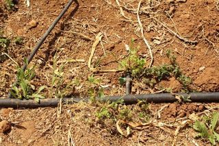 Terreno en venta en Victoria de Acentejo (La)