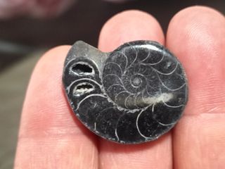 Fósil Ammonite Negro Madagascar Cretácico