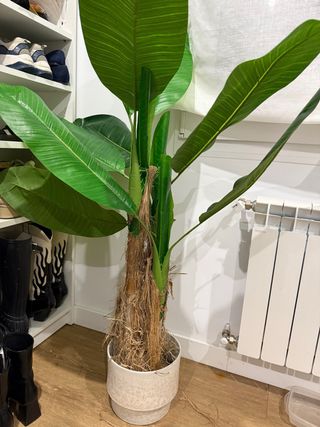 PLANTA ARTIFICIAL BANANERA