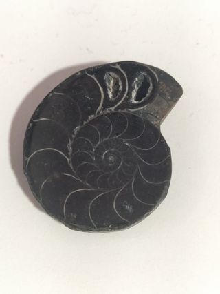 Fósil Ammonite Negro Madagascar Cretácico