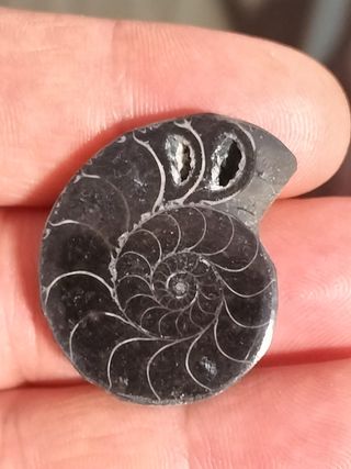 Fósil Ammonite Negro Madagascar Cretácico