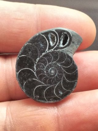 Fósil Ammonite Negro Madagascar Cretácico