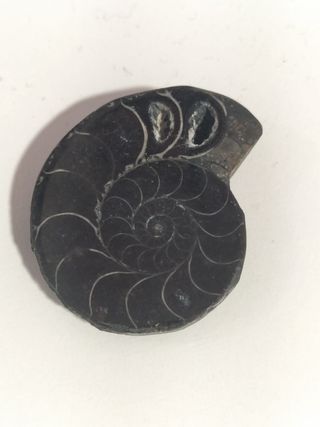 Fósil Ammonite Negro Madagascar Cretácico