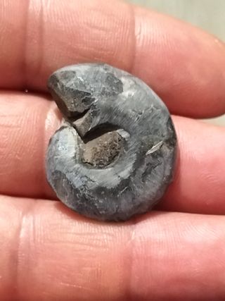 Fósil Ammonite Negro Madagascar Cretácico