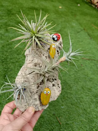 Tillandsias en corcho decorativo