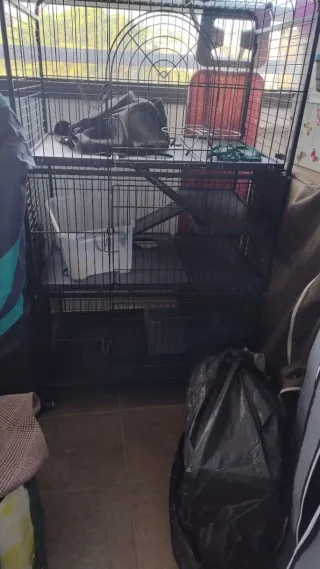 Jaula 3 Pisos Hurones Negra Transparente