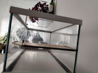 Terrario acuático tortugas pequeñas