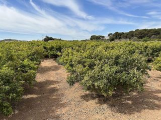 Terreno en venta en Puig ciudad en Puig