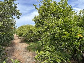 Terreno en venta en Puig ciudad en Puig
