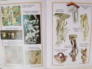 Diccionarios Español