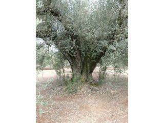 Terreno en venta en Ulldecona