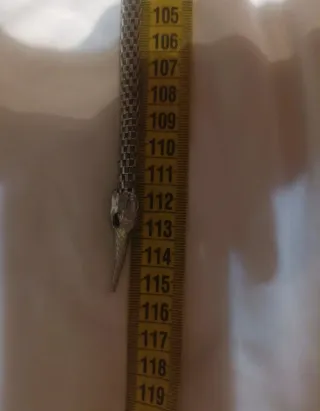 Collar serpiente plateado