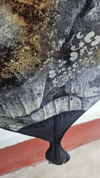 Chaqueta Pesca Submarina Picasso