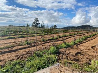 Terreno en venta en Charco del Pino en Granadilla de Abona